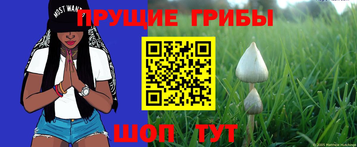 Псилоцибиновые грибы мицелий Морозовск